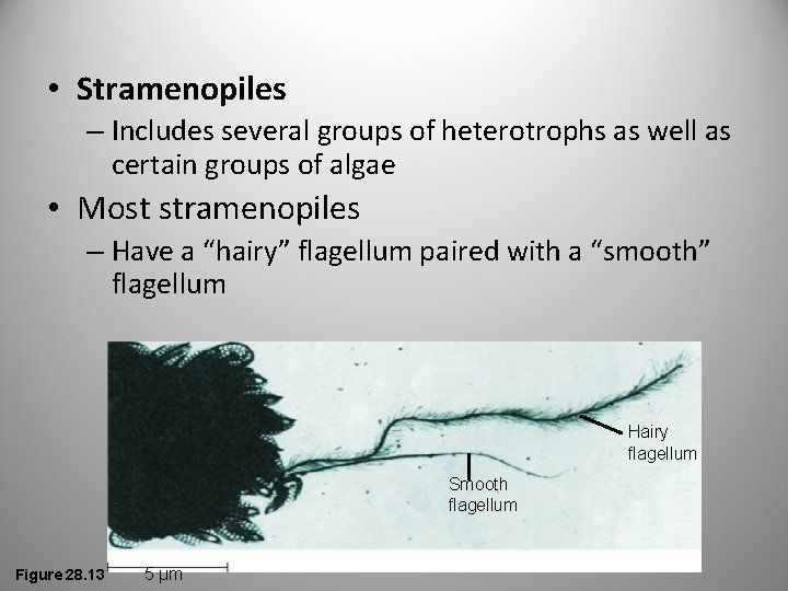  • Stramenopiles – Includes several groups of heterotrophs as well as certain groups