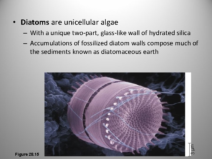  • Diatoms are unicellular algae Figure 28. 15 3 µm – With a