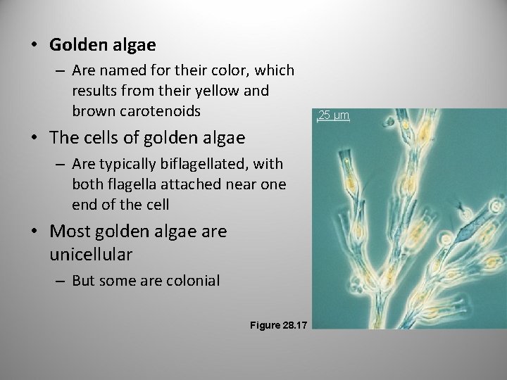  • Golden algae – Are named for their color, which results from their