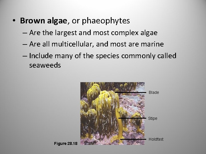  • Brown algae, or phaeophytes – Are the largest and most complex algae