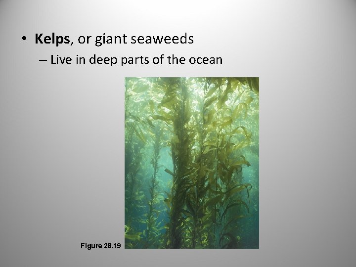  • Kelps, or giant seaweeds – Live in deep parts of the ocean