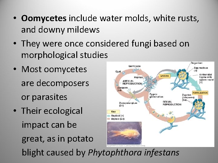  • Oomycetes include water molds, white rusts, and downy mildews • They were