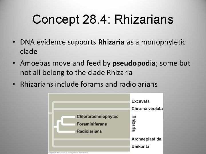 Concept 28. 4: Rhizarians • DNA evidence supports Rhizaria as a monophyletic clade •