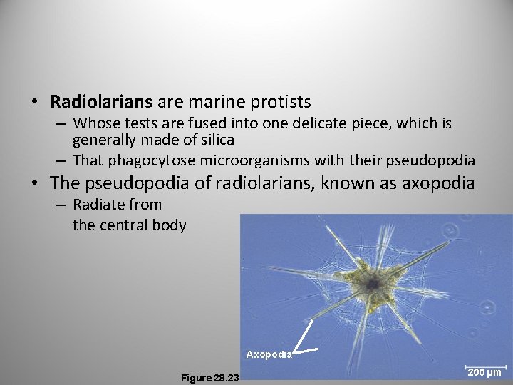  • Radiolarians are marine protists – Whose tests are fused into one delicate