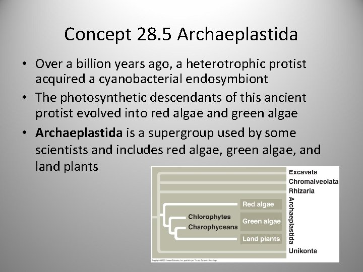 Concept 28. 5 Archaeplastida • Over a billion years ago, a heterotrophic protist acquired