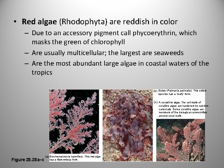  • Red algae (Rhodophyta) are reddish in color – Due to an accessory