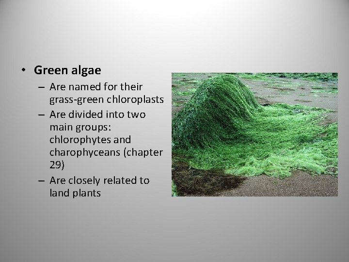  • Green algae – Are named for their grass-green chloroplasts – Are divided