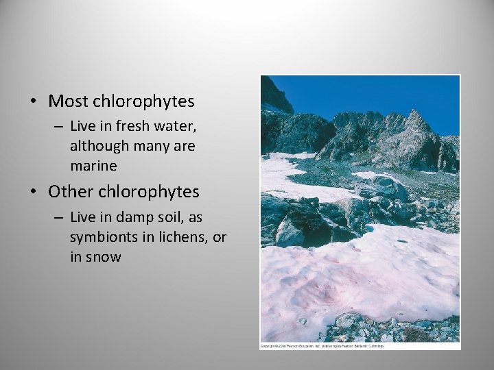  • Most chlorophytes – Live in fresh water, although many are marine •