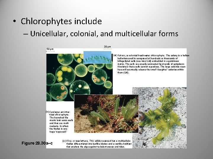  • Chlorophytes include – Unicellular, colonial, and multicellular forms 20 µm 50 µm