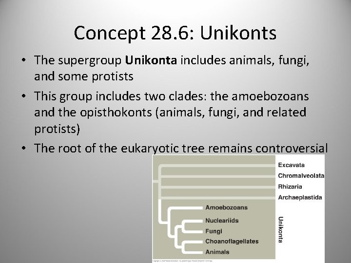 Concept 28. 6: Unikonts • The supergroup Unikonta includes animals, fungi, and some protists