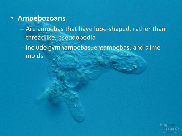  • Amoebozoans – Are amoebas that have lobe-shaped, rather than threadlike, pseudopodia –