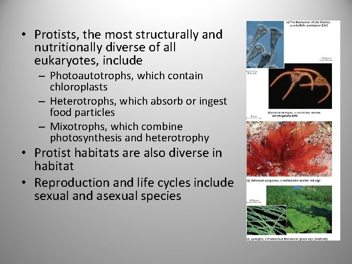  • Protists, the most structurally and nutritionally diverse of all eukaryotes, include –