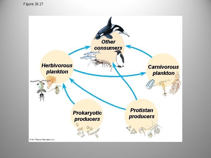 Figure 28. 27 Other consumers Herbivorous plankton Carnivorous plankton Prokaryotic producers Protistan producers 