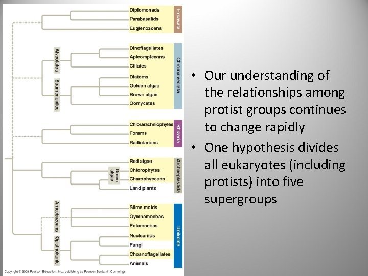  • Our understanding of the relationships among protist groups continues to change rapidly
