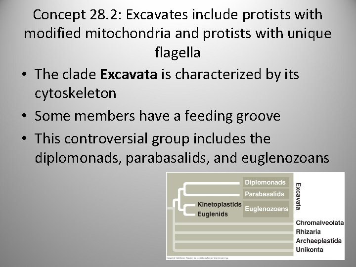 Concept 28. 2: Excavates include protists with modified mitochondria and protists with unique flagella