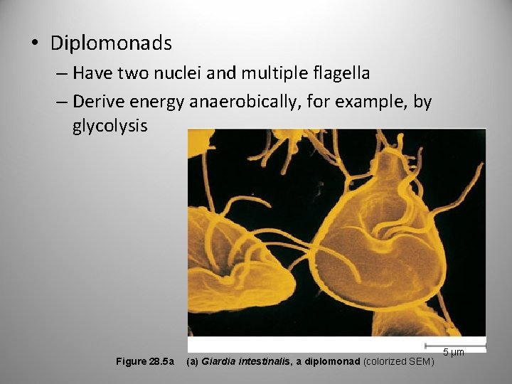  • Diplomonads – Have two nuclei and multiple flagella – Derive energy anaerobically,