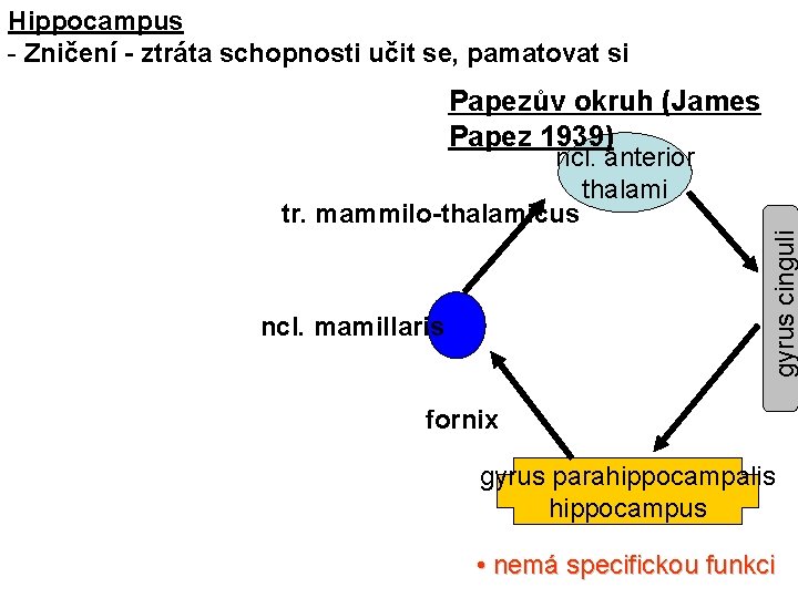 Hippocampus - Zničení - ztráta schopnosti učit se, pamatovat si Papezův okruh (James Papez