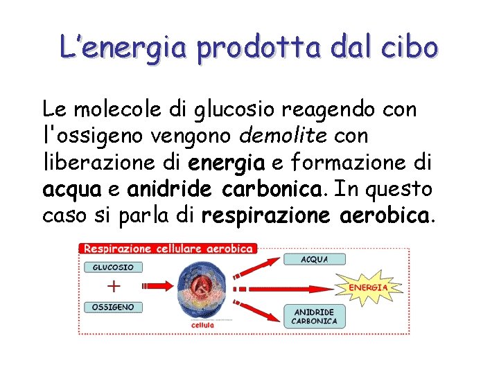 L’energia prodotta dal cibo Le molecole di glucosio reagendo con l'ossigeno vengono demolite con