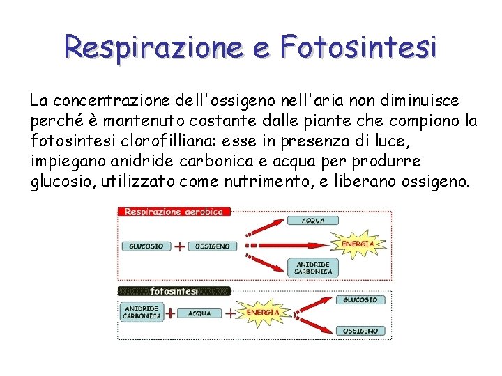 Respirazione e Fotosintesi La concentrazione dell'ossigeno nell'aria non diminuisce perché è mantenuto costante dalle