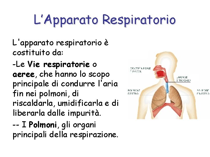 L’Apparato Respiratorio L'apparato respiratorio è costituito da: -Le Vie respiratorie o aeree, che hanno