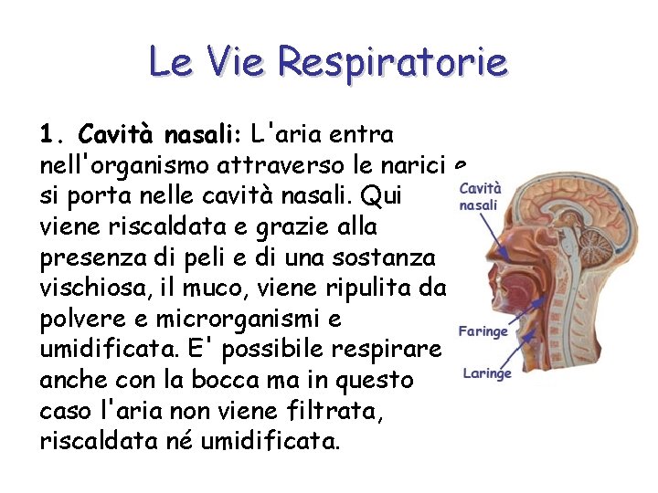 Le Vie Respiratorie 1. Cavità nasali: L'aria entra nell'organismo attraverso le narici e si