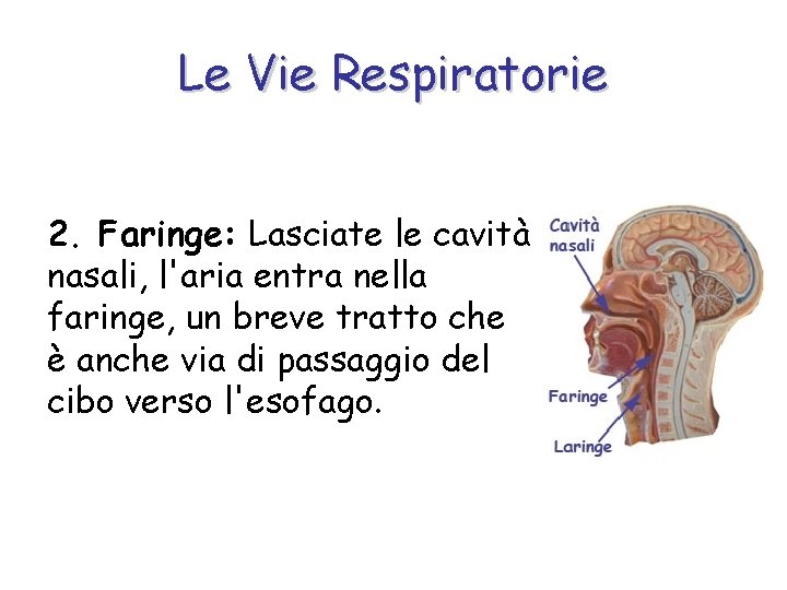 Le Vie Respiratorie 2. Faringe: Lasciate le cavità nasali, l'aria entra nella faringe, un