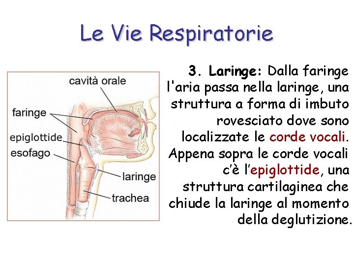 Le Vie Respiratorie 3. Laringe: Dalla faringe l'aria passa nella laringe, una struttura a