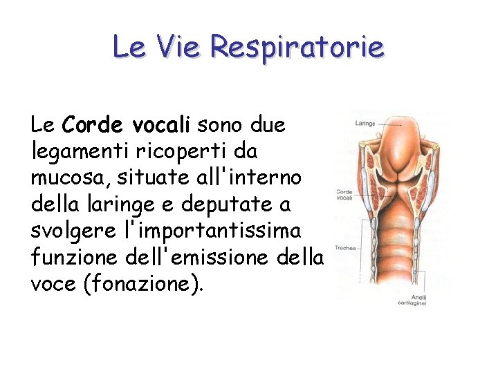 Le Vie Respiratorie Le Corde vocali sono due legamenti ricoperti da mucosa, situate all'interno