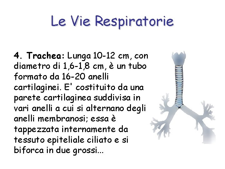 Le Vie Respiratorie 4. Trachea: Lunga 10 -12 cm, con diametro di 1, 6