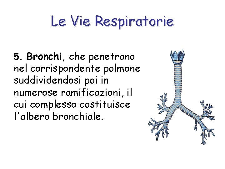 Le Vie Respiratorie 5. Bronchi, che penetrano nel corrispondente polmone suddividendosi poi in numerose