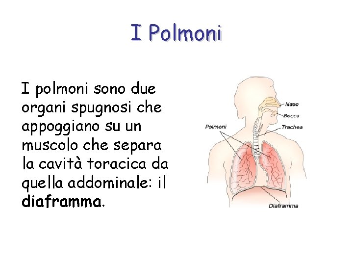 I Polmoni I polmoni sono due organi spugnosi che appoggiano su un muscolo che