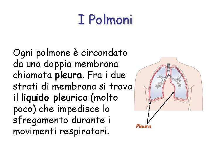 I Polmoni Ogni polmone è circondato da una doppia membrana chiamata pleura. Fra i
