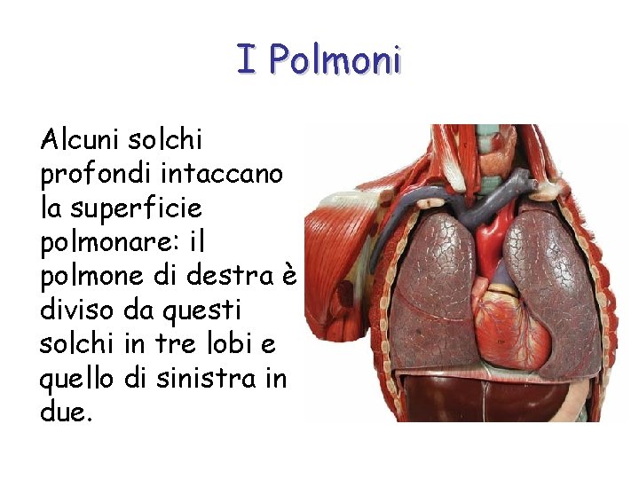 I Polmoni Alcuni solchi profondi intaccano la superficie polmonare: il polmone di destra è