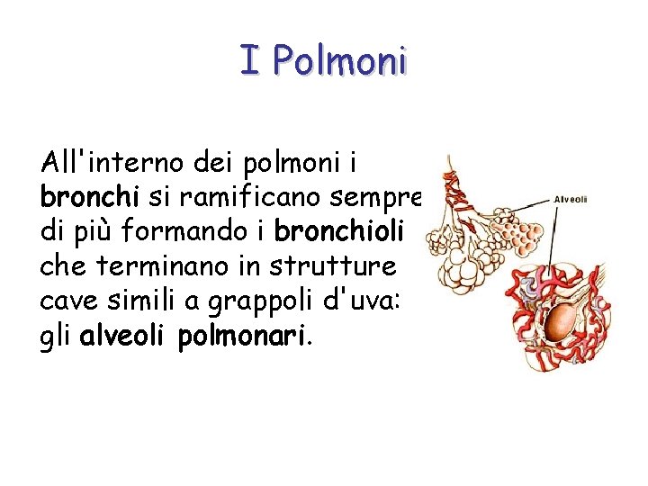 I Polmoni All'interno dei polmoni i bronchi si ramificano sempre di più formando i