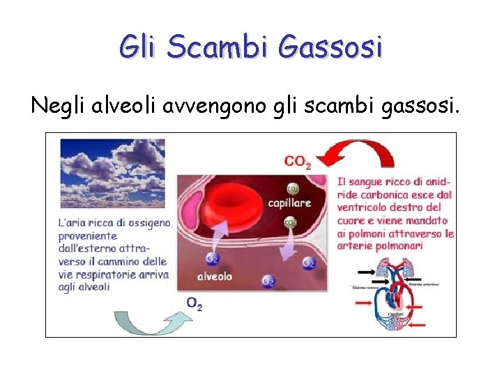 Gli Scambi Gassosi Negli alveoli avvengono gli scambi gassosi. 