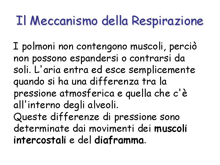 Il Meccanismo della Respirazione I polmoni non contengono muscoli, perciò non possono espandersi o