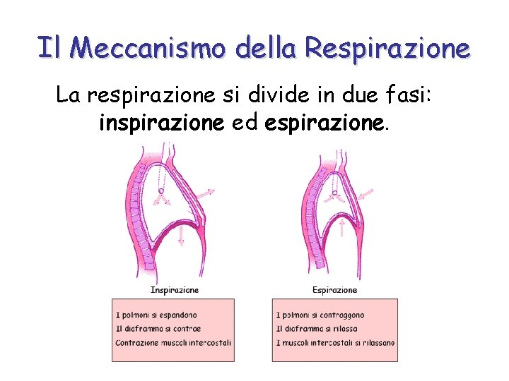 Il Meccanismo della Respirazione La respirazione si divide in due fasi: inspirazione ed espirazione.
