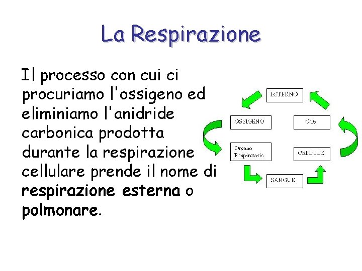 La Respirazione Il processo con cui ci procuriamo l'ossigeno ed eliminiamo l'anidride carbonica prodotta