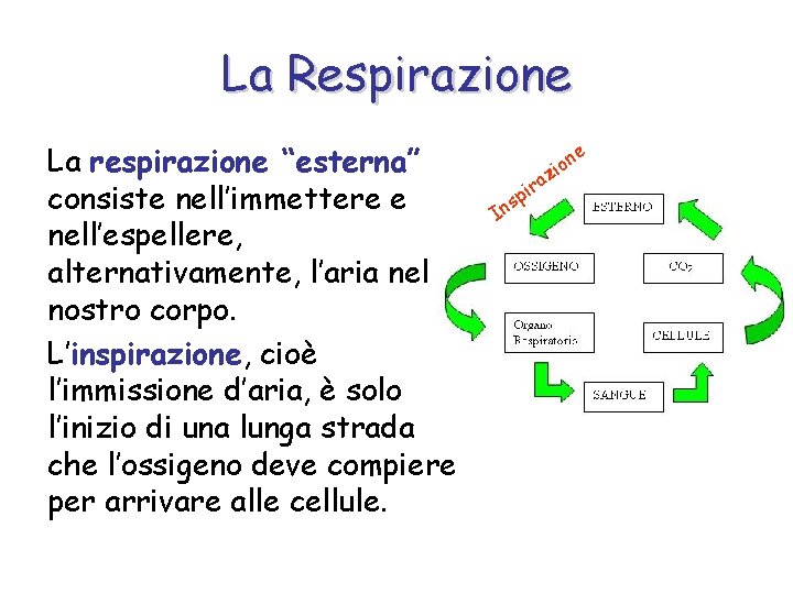 La Respirazione La respirazione “esterna” consiste nell’immettere e nell’espellere, alternativamente, l’aria nel nostro corpo.