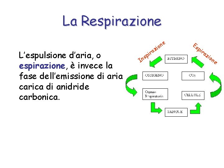 La Respirazione e L’espulsione d’aria, o espirazione, è invece la fase dell’emissione di aria