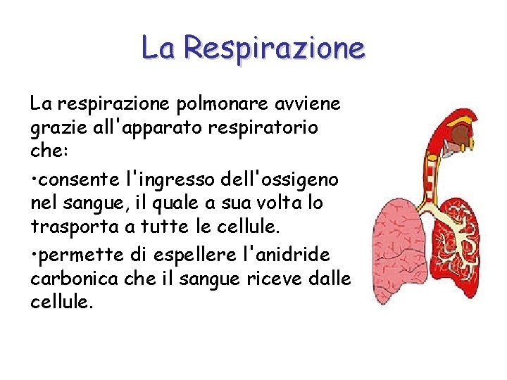 La Respirazione La respirazione polmonare avviene grazie all'apparato respiratorio che: • consente l'ingresso dell'ossigeno