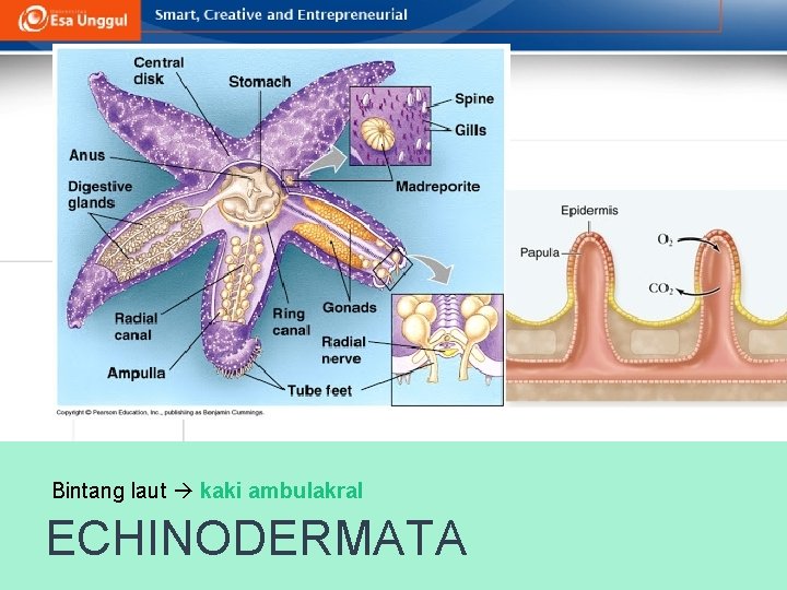 Bintang laut kaki ambulakral ECHINODERMATA 