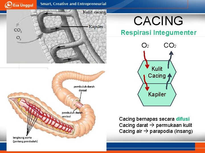 CACING Respirasi Integumenter O 2 CO 2 Kulit Cacing Kapiler Cacing bernapas secara difusi