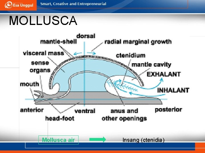 MOLLUSCA Mollusca air Insang (ctenidia) 