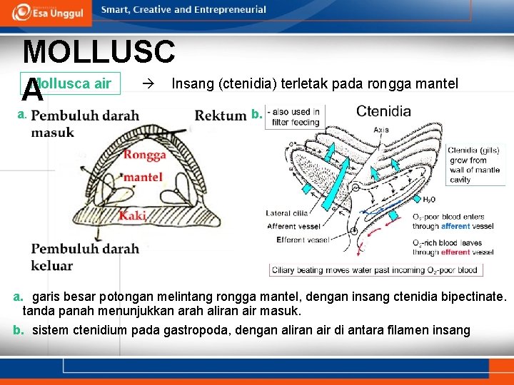 MOLLUSC Insang (ctenidia) terletak pada rongga mantel Mollusca air A a. b. a. garis