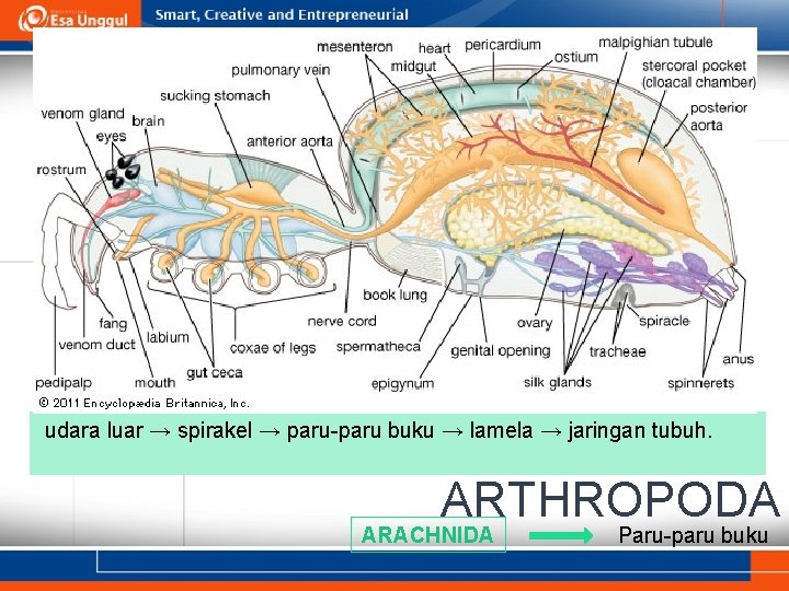udara luar → spirakel → paru-paru buku → lamela → jaringan tubuh. ARTHROPODA ARACHNIDA