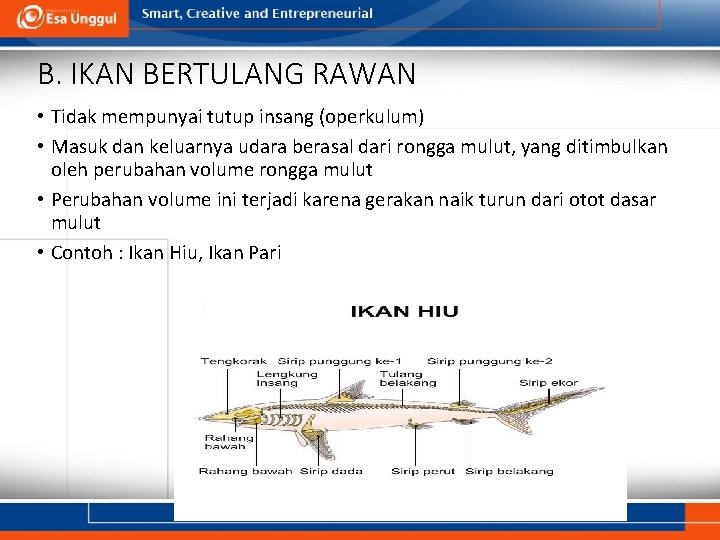 B. IKAN BERTULANG RAWAN • Tidak mempunyai tutup insang (operkulum) • Masuk dan keluarnya