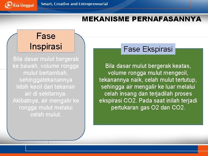 MEKANISME PERNAFASANNYA Fase Inspirasi Bila dasar mulut bergerak ke bawah, volume rongga mulut bertambah,