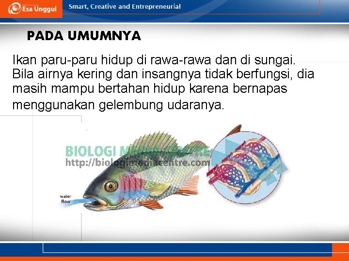 PADA UMUMNYA Ikan paru-paru hidup di rawa-rawa dan di sungai. Bila airnya kering dan