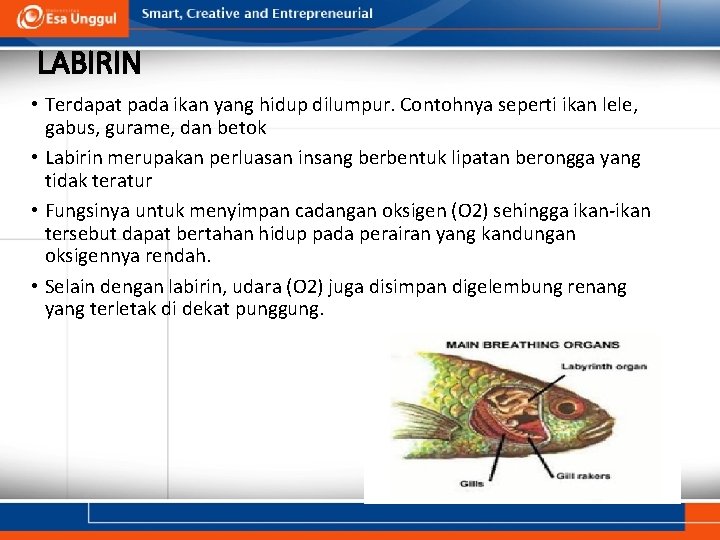 LABIRIN • Terdapat pada ikan yang hidup dilumpur. Contohnya seperti ikan lele, gabus, gurame,